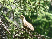 Baby ptarmigan